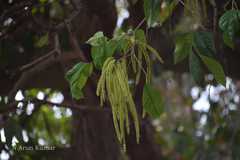 Crypteronia paniculata